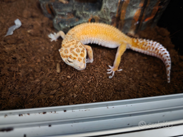 Geco leopardino