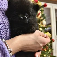 Cuccioli di pomerania