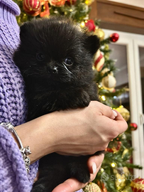 Cuccioli di pomerania