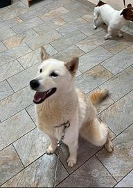 Cucciola husky