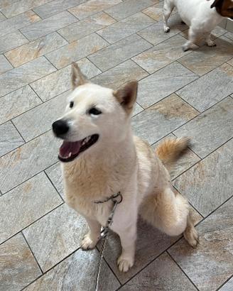 Cucciola husky