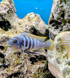Chindongo elongatus Mpang