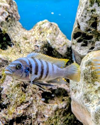 Chindongo elongatus Mpang