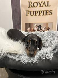 Bassotti Arlecchino occhi azzurri maschi promo