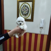 Maltese mini toy femmina disponibile