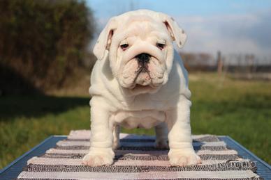 Bulldog Inglese Maschio