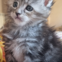 Cuccioli Maine Coon