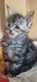 Cuccioli Maine Coon