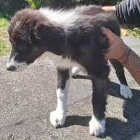 Cucciolo border collie