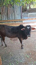 Zebù nano maschio