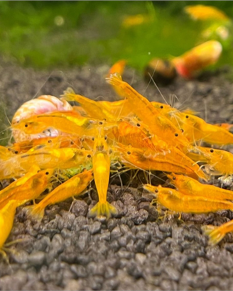 Caridine Orange