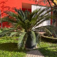 Cycas Palma
