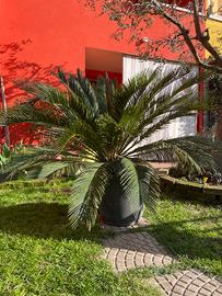 Cycas Palma