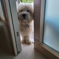 Cagnolina per accoppiamento