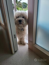 Cagnolina per accoppiamento