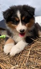 Cucciolo pastore australiano