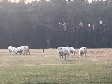 Cerc  Terreni Agricoli in affitt