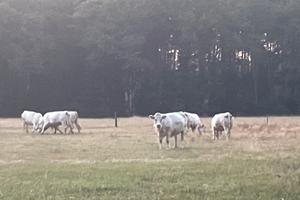 Cerc  Terreni Agricoli in affitt