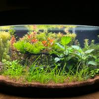 Acquario