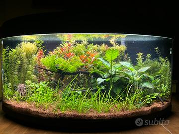 Acquario
