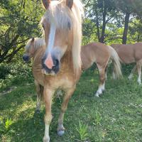 Cavalle Haflinger