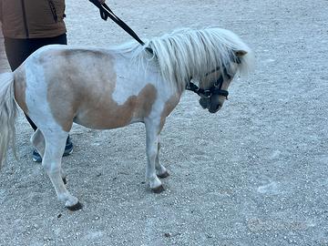 Pony maschio