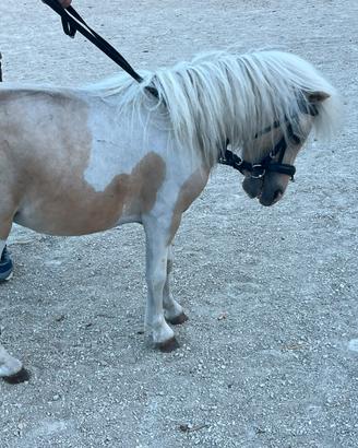 Pony maschio