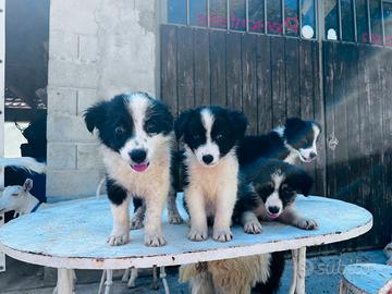 Border collie