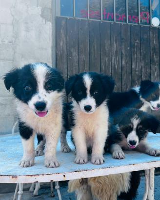 Border collie