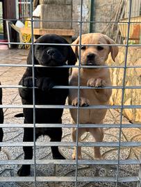 Labrador Retriever