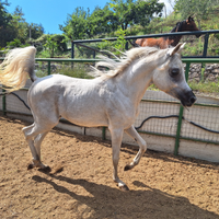 Puledro purosangue arabo