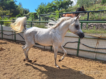 Puledro purosangue arabo