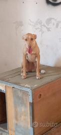 Cani da caccia