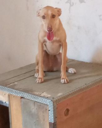 Cani da caccia