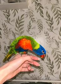 Pappagallo lorichetto arcobaleno FEMMINA