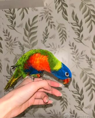 Pappagallo lorichetto arcobaleno FEMMINA