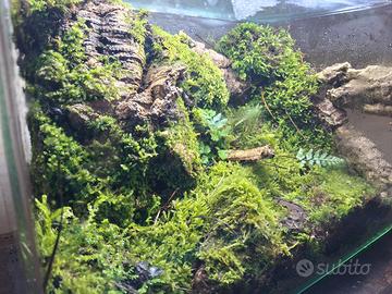 terrario bio attivo 