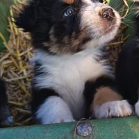 Australian shepherd black