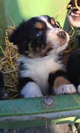 Australian shepherd black