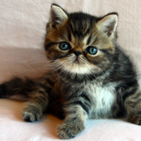 Exoticshorthair SANO Maschio Exotic Tabby