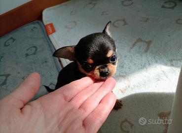 Chihuahua pedigree ENCI