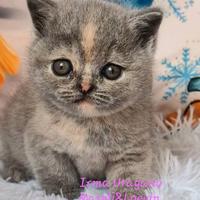 British shorthair femmina