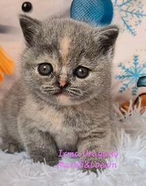 British shorthair femmina