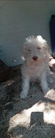Lagotto
