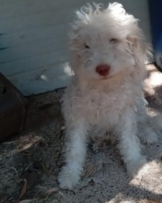 Lagotto