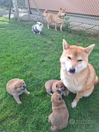 Cuccioli Shiba Inu