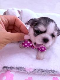 Chihuahua toy