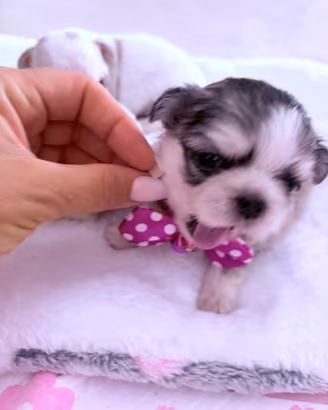 Chihuahua toy