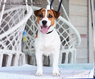 Jack russell femmina alta genealogia