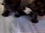 Immagine 3